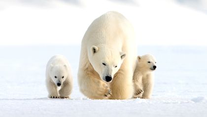 Medvíďata na sněhu